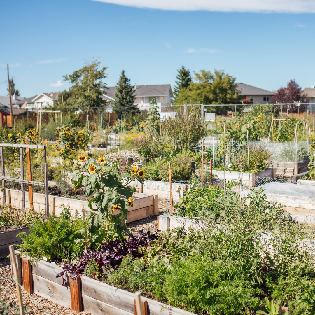 Diamond Valley Community Garden - Square (7)