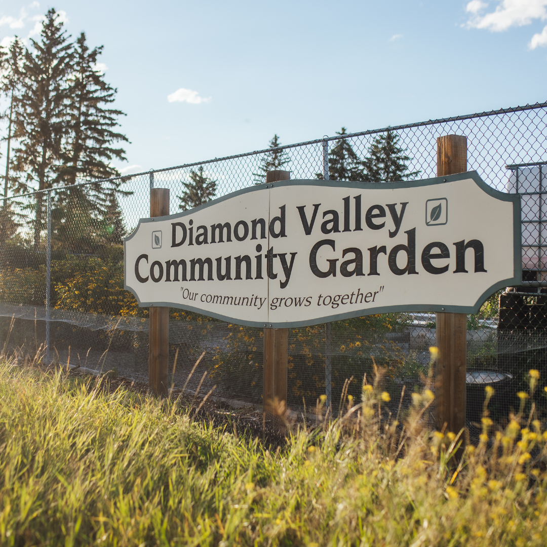 Diamond Valley Community Garden - Square