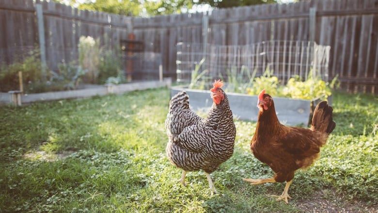backyard-hens